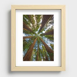 Redwood Forest Canopy Recessed Framed Print