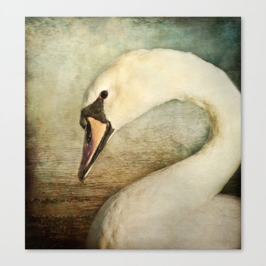 The Shy Swan Canvas Print