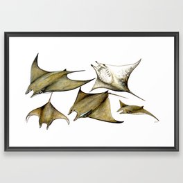 Chilean devil manta ray (Mobula tarapacana) Framed Art Print