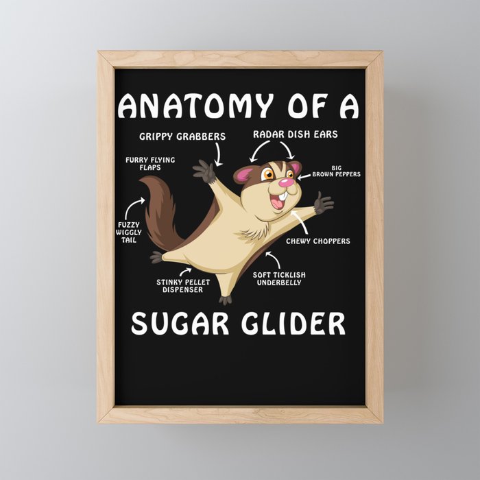 anatomy of a sugar glider Framed Mini Art Print