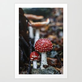Forest Mushrooms Companions  | Nature and Landscape Photography Art Print