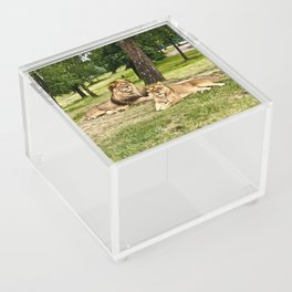 South Africa Photography - Two Beautiful Lions Laying On The Grass Acrylic Box