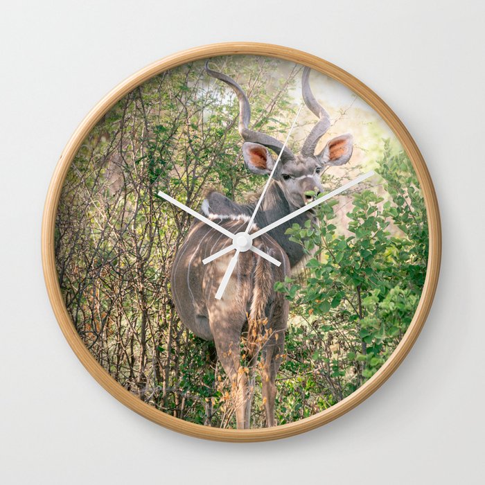 Kudu in the wilderness | Travel Photography | South Africa Wall Clock