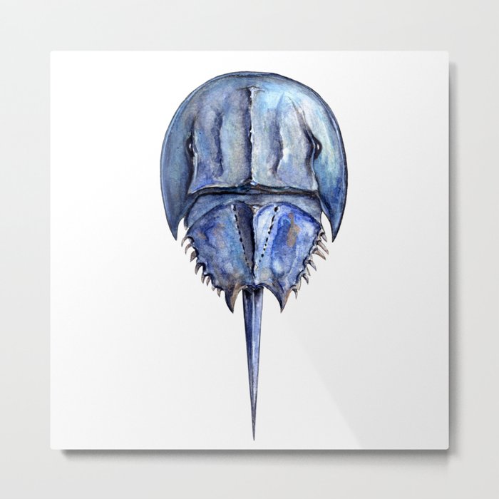 Blue Horseshoe Crab Metal Print