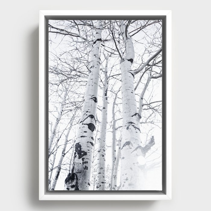 White Trees 3 Framed Canvas