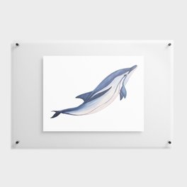 Striped baby dolphin Floating Acrylic Print
