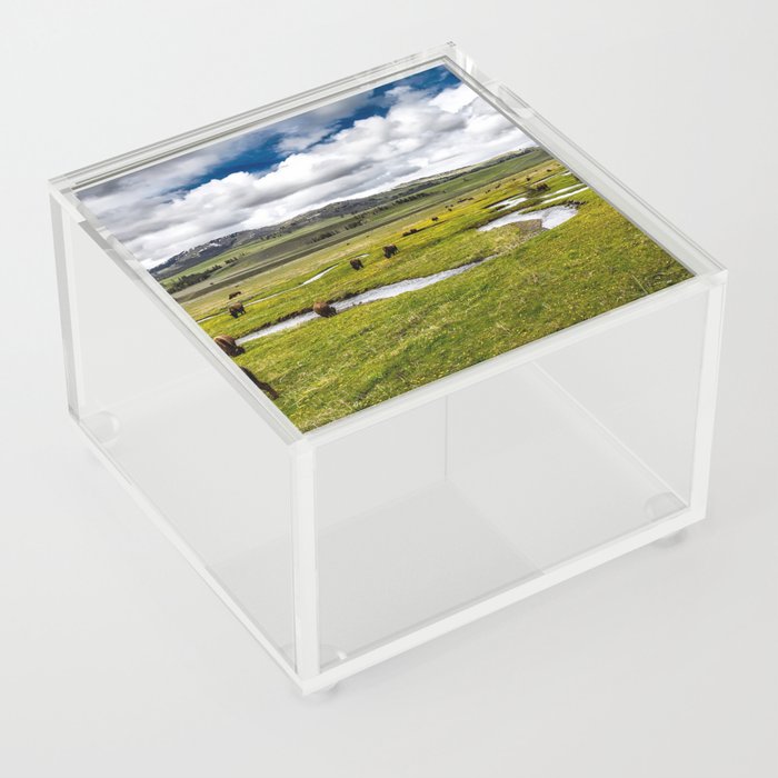 Yellowstone, Home on the range, American buffalo / bison grazing in spring fields of green river prairie landscape color photograph / photography Acrylic Box