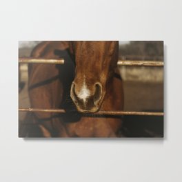 Rustic Horse Nose on Ranch Metal Print