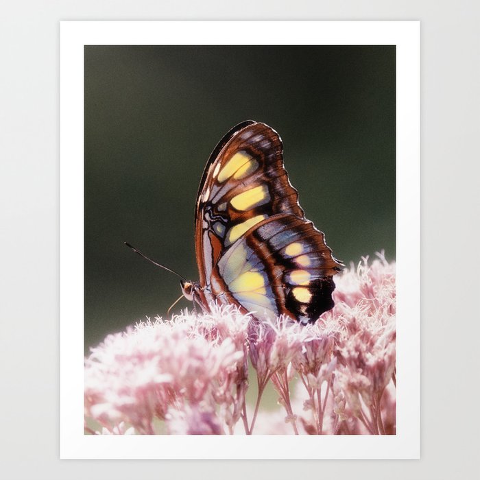 Malachite Siproeta Stelenes Butterfly Art Print