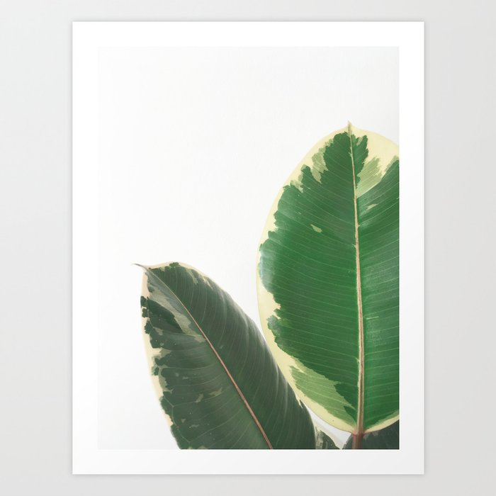 Leaf Study Art Print