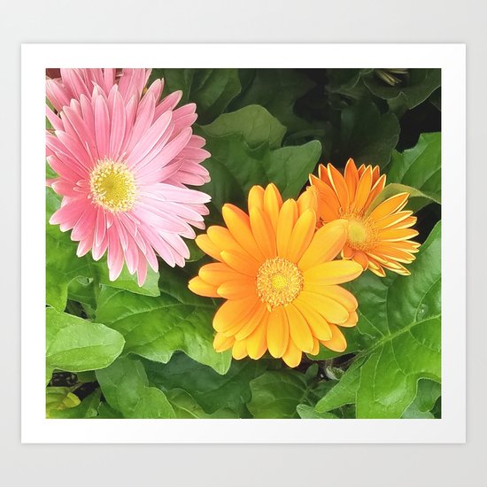 Summer Flowers Pink Yellow Orange Art Print