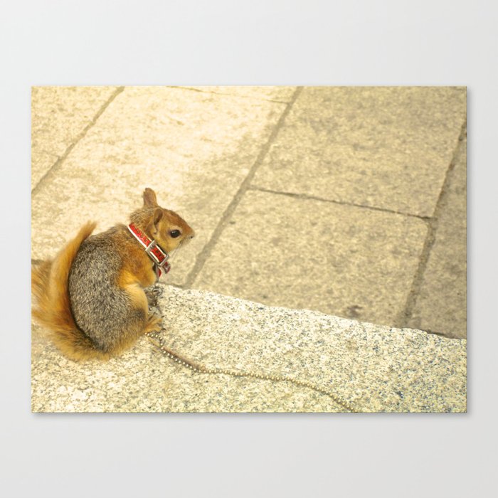 Squirrelly  Sightings Canvas Print