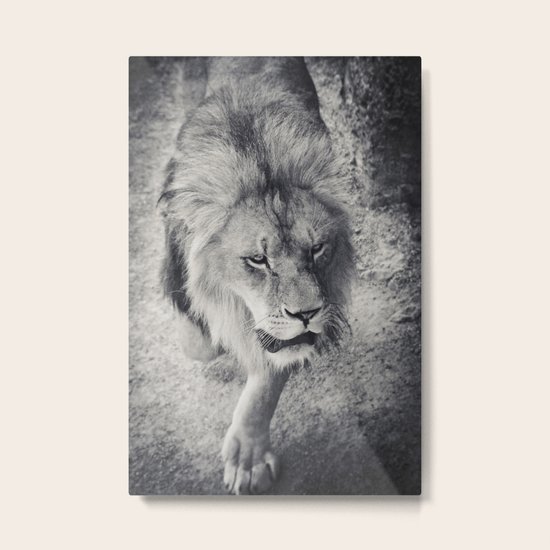 LION Metal Print