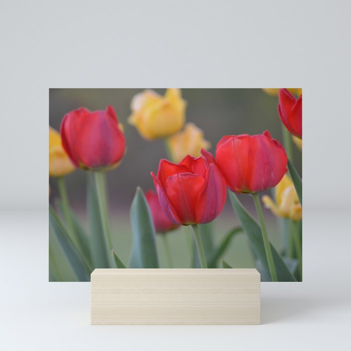 tulips Mini Art Print