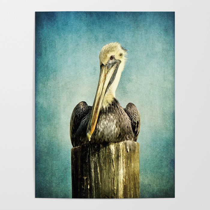 Brown Pelican Art Poster