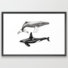 Orca killer whale and humpback whale Framed Art Print