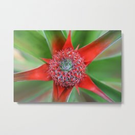 Pineapple plant budding in a star shape Metal Print