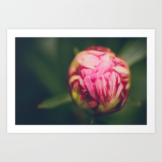 Peony Bud Art Print