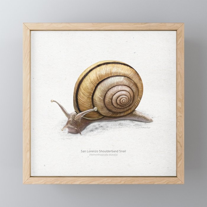 San Lorenzo Shoulderband Snail scientific illustration art print Framed Mini Art Print