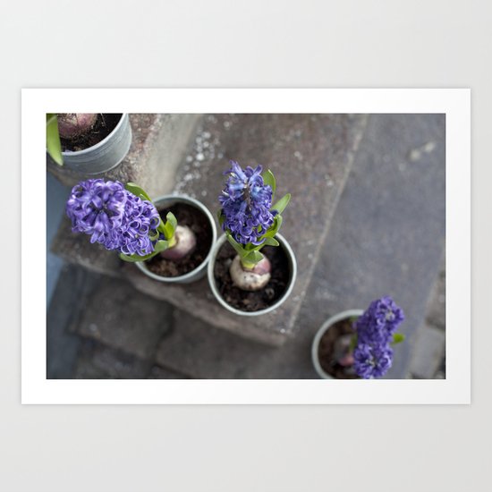 Hyacinth Art Print