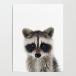 Baby Racoon Poster