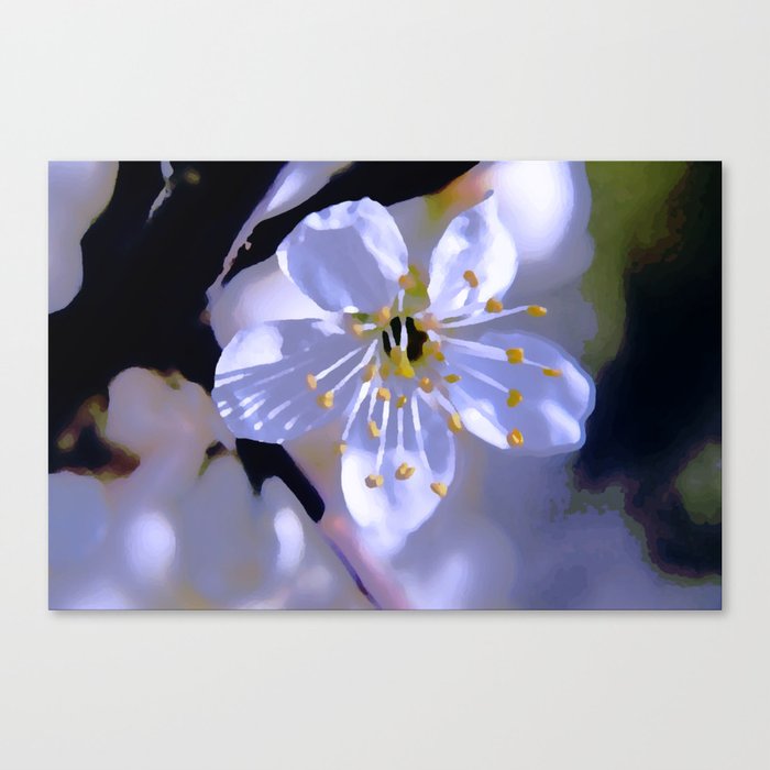 Fully opened Canvas Print