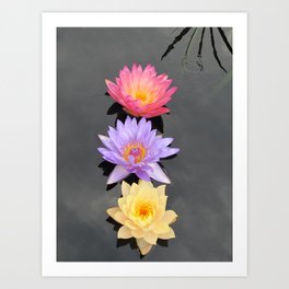 Three Lotuses Art Print