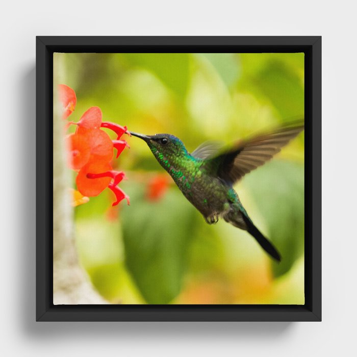 Brazil Photography - A Beautiful Green Humming Bird In Brazil Framed Canvas
