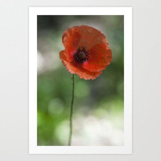 Poppy at backlight 1 Art Print
