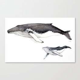 North Atlantic Humpback whale with calf Canvas Print