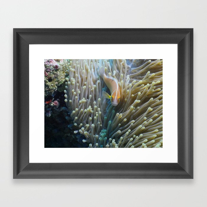 Clownfish stare intensifies Framed Art Print