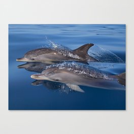 Beautiful Spotted dolphins Stenella frontalis Canvas Print