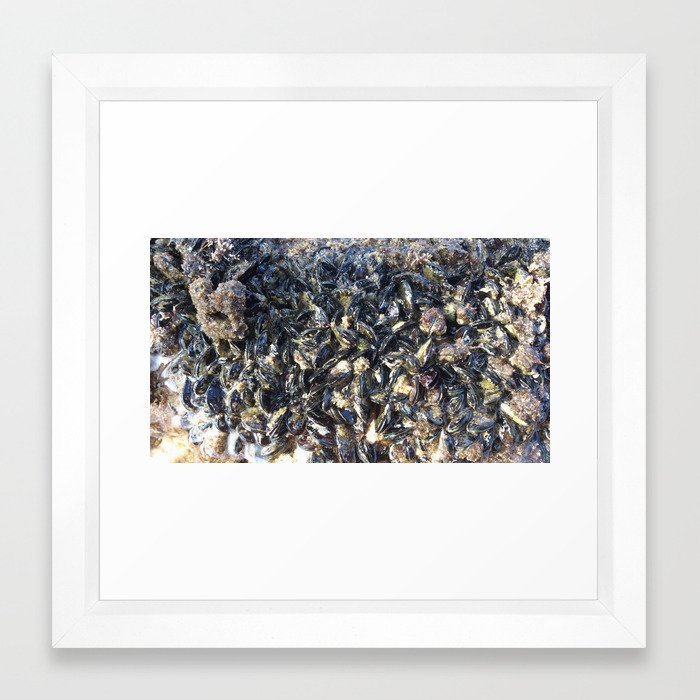 clams Framed Art Print