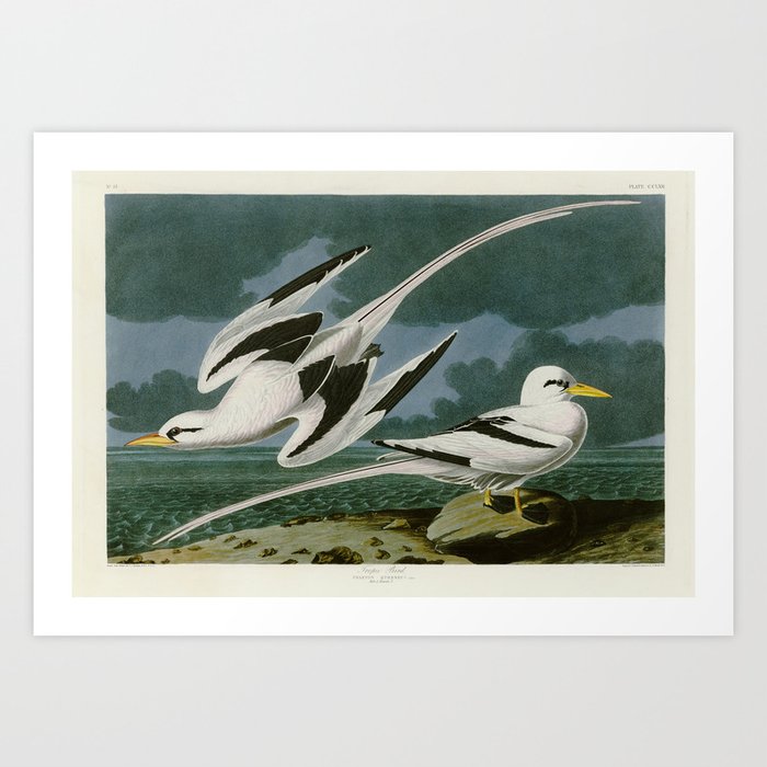 Tropic Bird - John James Audubon Birds of America Art Print