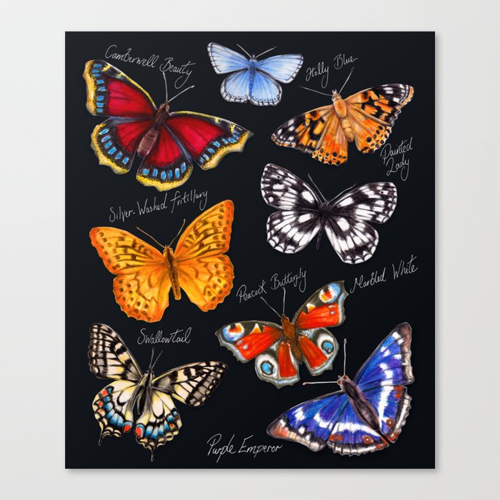 Butterflies On Black Canvas Print