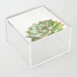 Green Succulent Acrylic Box