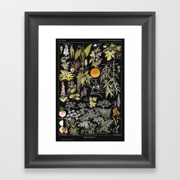 Adolphe Millot - Plantes dangereuses B (dangerous plants B) Framed Art Print