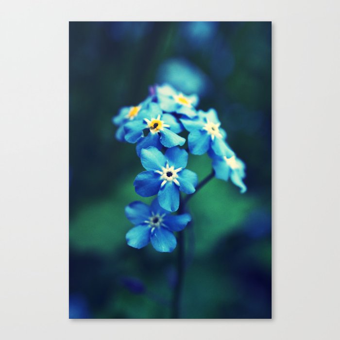 Forget Me Not Canvas Print