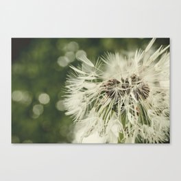 after the rain Canvas Print