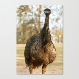Australian Emu out in nature. Canvas Print