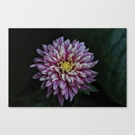 Chrysanthemum Autumnal Flower Closeup Canvas Print