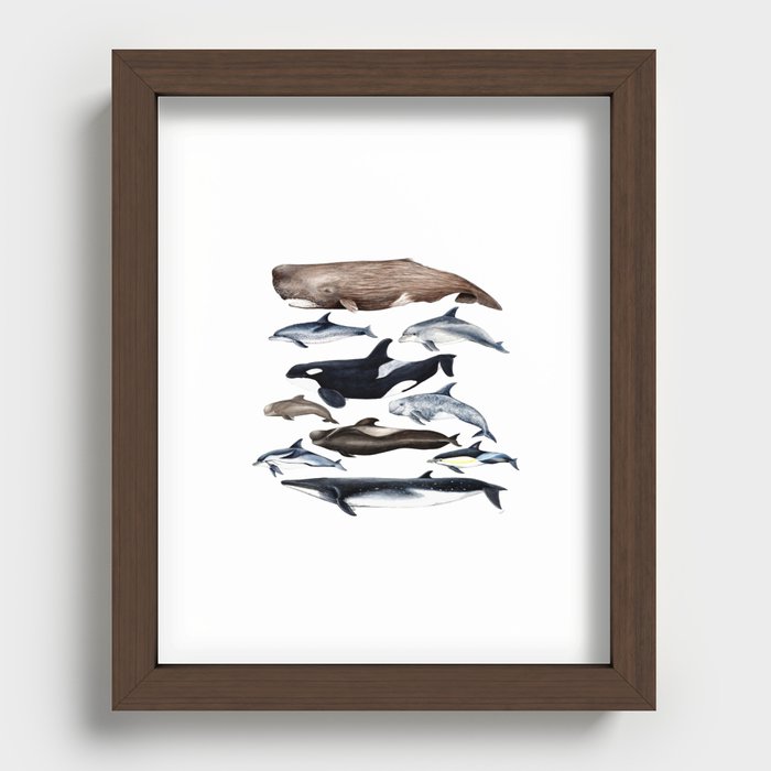 Atlantic whales, dolphins and orca Recessed Framed Print