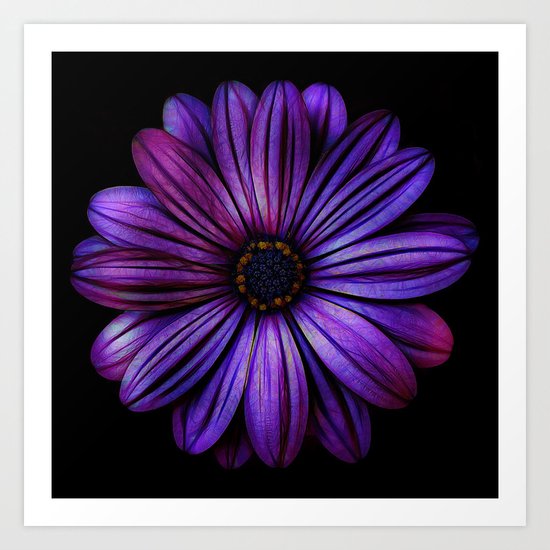 Bloom In Purple Art Print