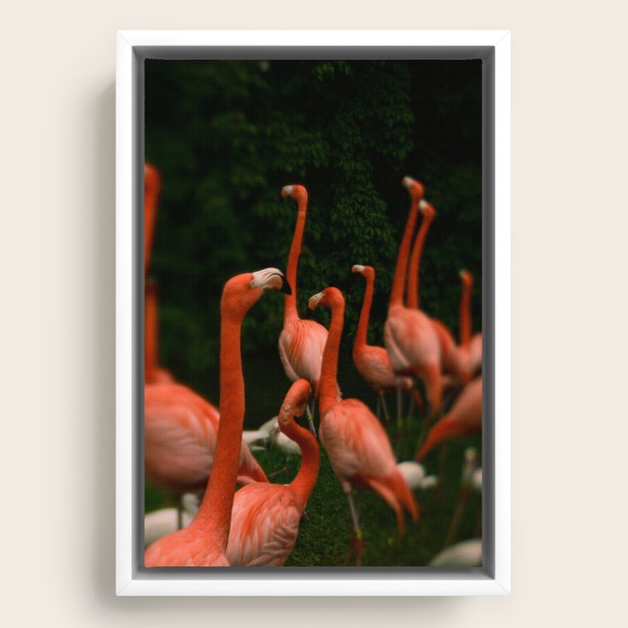 Framed Canvas