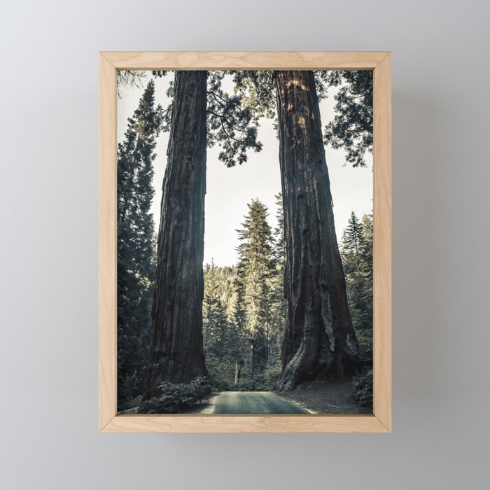 Twin giant redwoods / sequoias Pacific Coast California nature color landscape photograph / photography Framed Mini Art Print