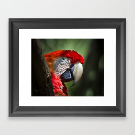 Scarlet Macaw Framed Art Print