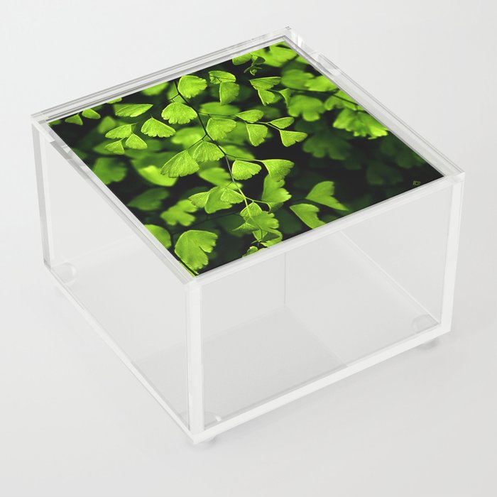 Maidenhair Ferns Acrylic Box