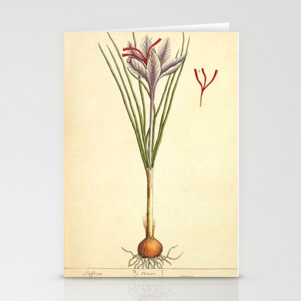 Saffron by Elizabeth Blackwell from "A Curious Herbal," 1737 (benefiting The Nature Conservancy) Stationery Cards