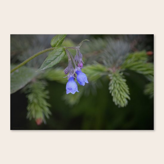 Bluebells Canvas Print