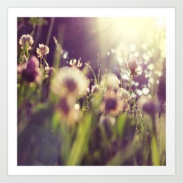 Dandelions Flowers Sunlight Abstract  Art Print | Warmth, Plants, Spring, Backlight, Sun, Sunlight, Clover, Organic, Nature, Atmospheric 